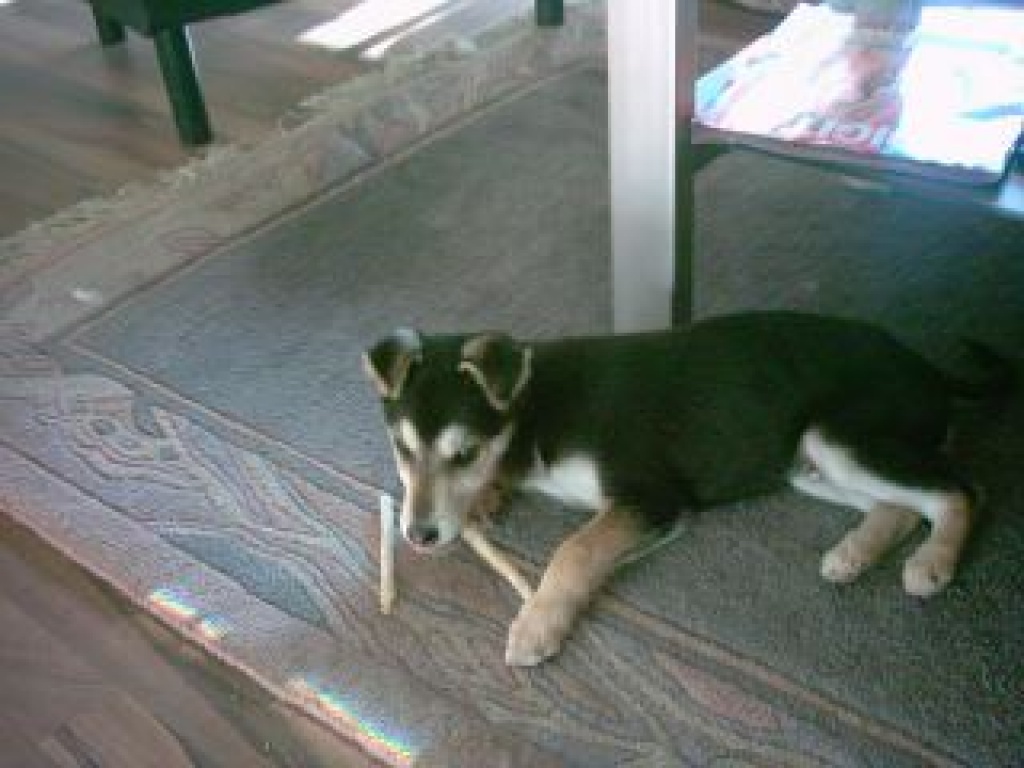 Tieranzeigen Kleinbleibende Kleinanzeigen