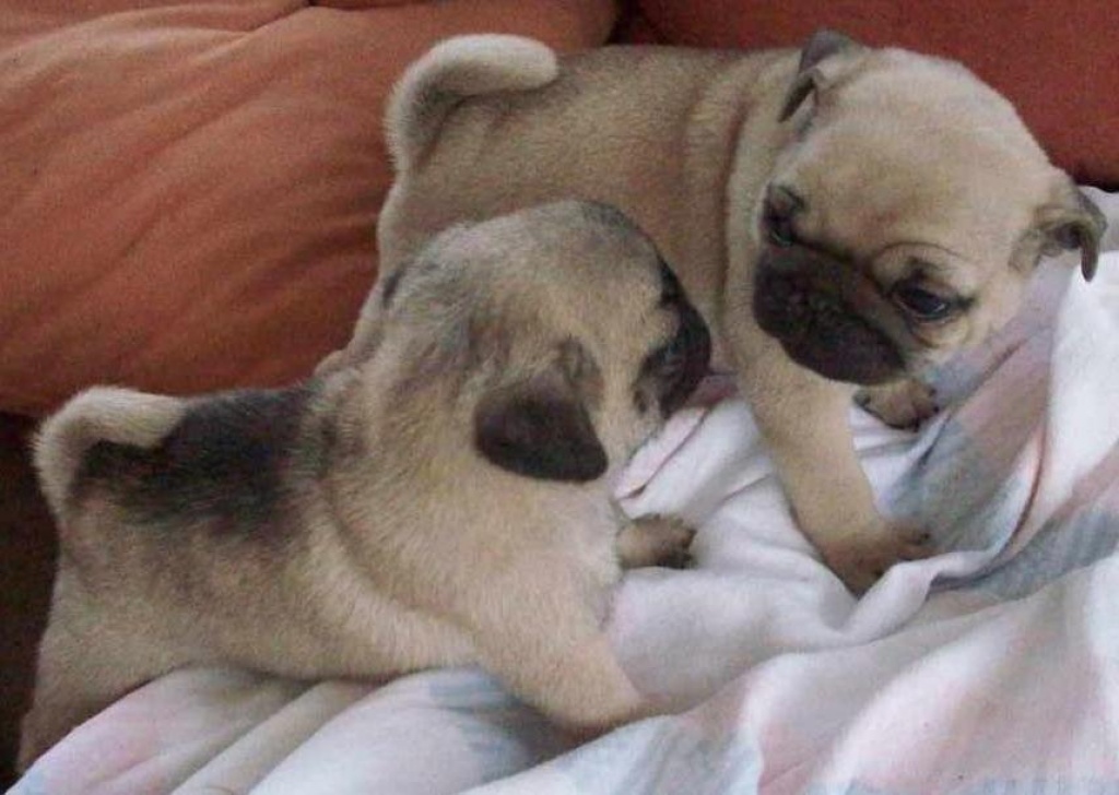 Fidele Mopswelpen Mops