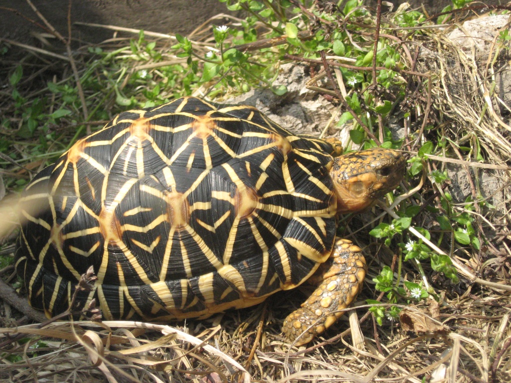 Tieranzeigen Geochelone Kleinanzeigen