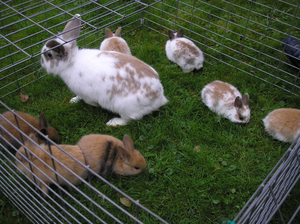 Kaninchen 8 Wochen Alt Ernährung Tieranzeigen Zwergkaninchenbabys Kleinanzeigen