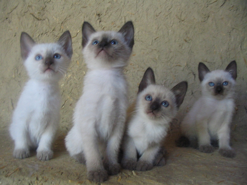 Katzen Rassekatzen Tieranzeigen Seite 113