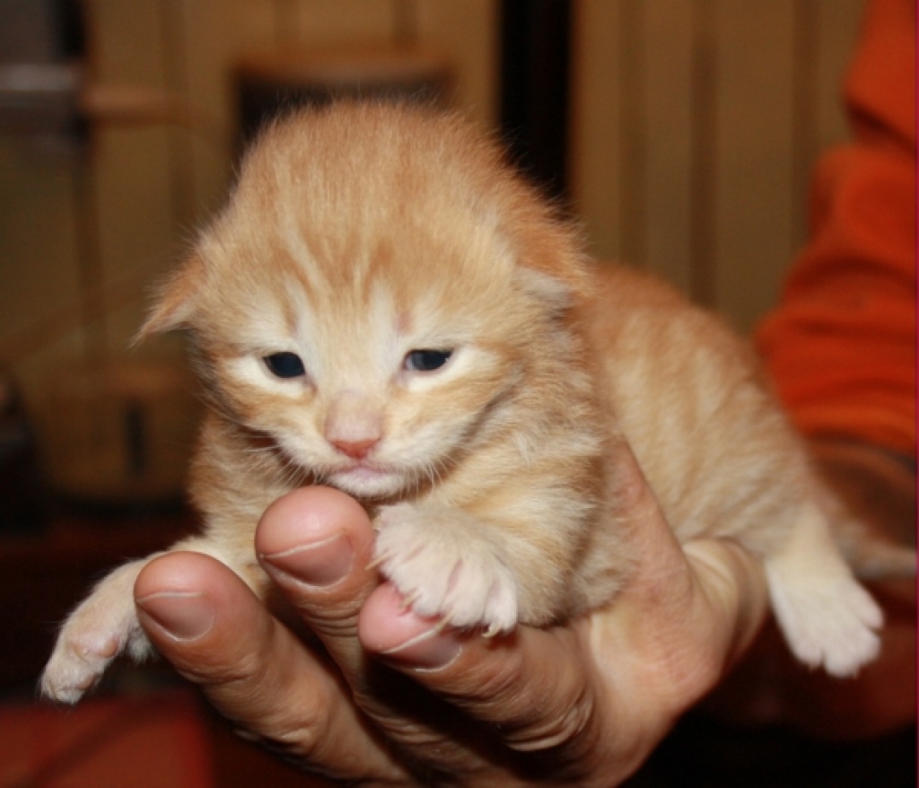 Katzen kennenlernen