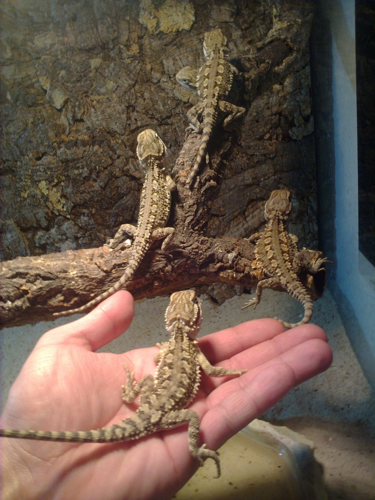 Reptilien - Bartagame - Zwergbartagame Tieranzeigen Seite 1