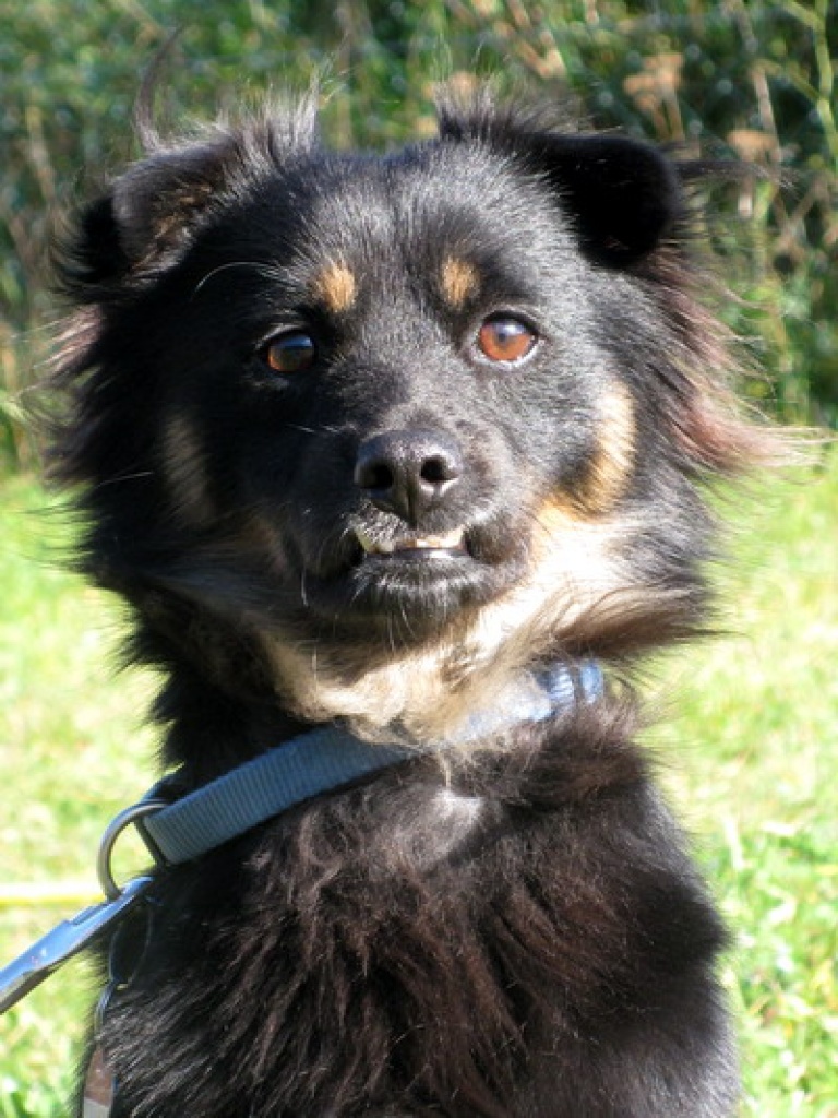 Tieranzeigen Polnischen Kleinanzeigen