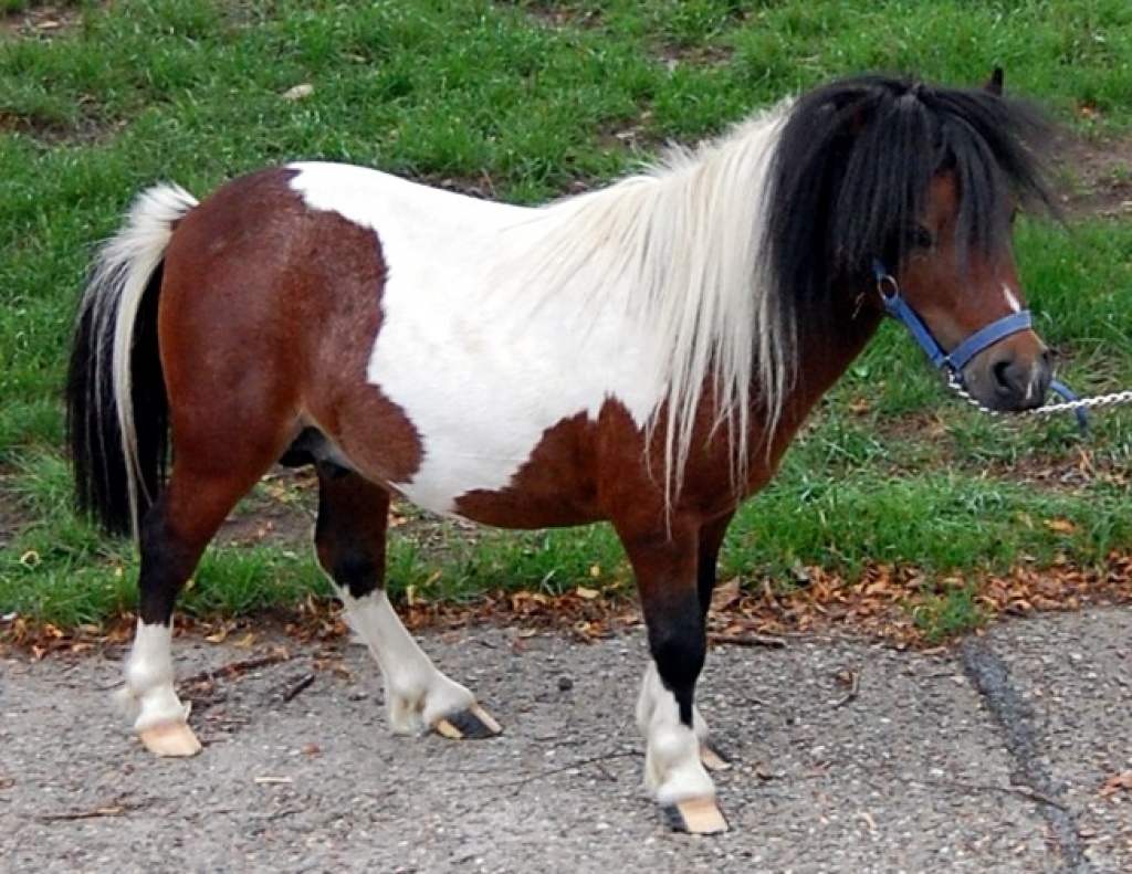 Tieranzeigen Minishetty Kleinanzeigen