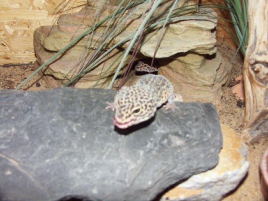 Tieranzeigen Leopardgecko Kleinanzeigen