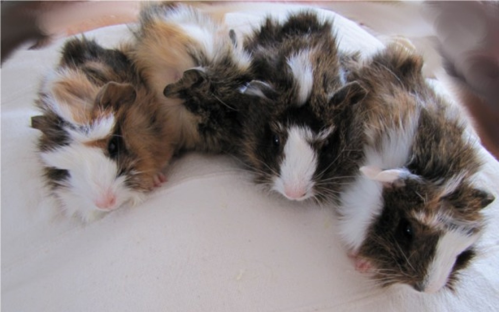 Tieranzeigen Rosettenmeerschweinchen Kleinanzeigen