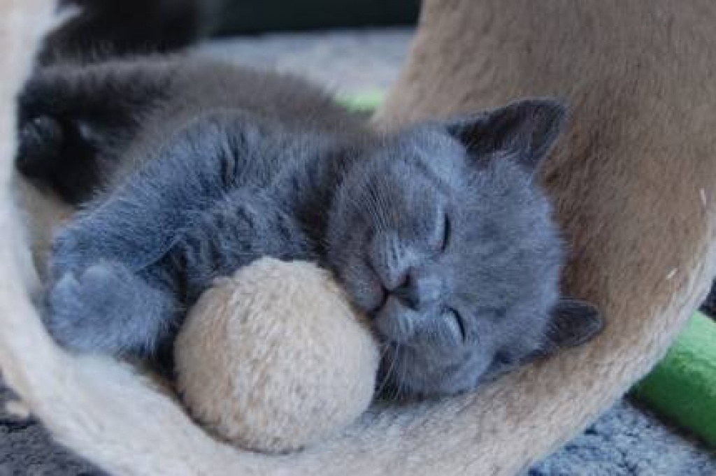 Featured image of post Babykatze Kaufen Nrw Katzen inserategibt es in zeitungen und zeitschriften doch am gr ssten ist die auswahl im internet