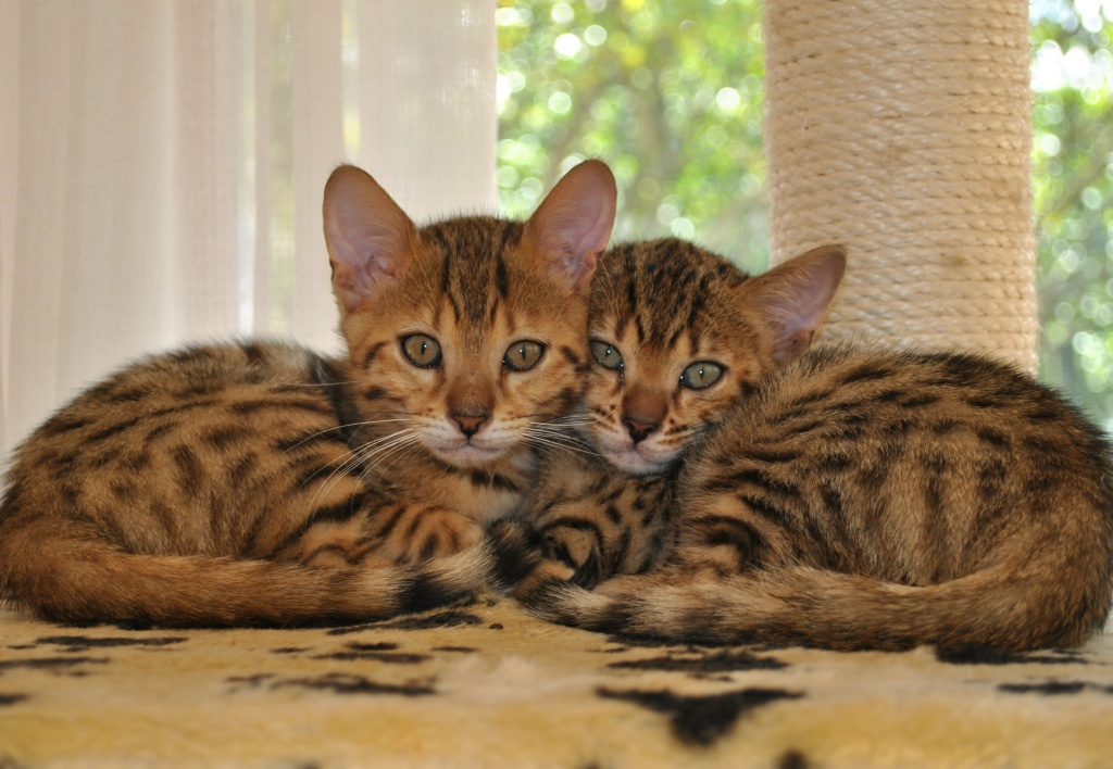 Katzen - Rassekatzen - Bengal Cat Tieranzeigen Seite 13 Katzen - Rassekatzen - Bengal Cat Tieranzeigen Seite 13