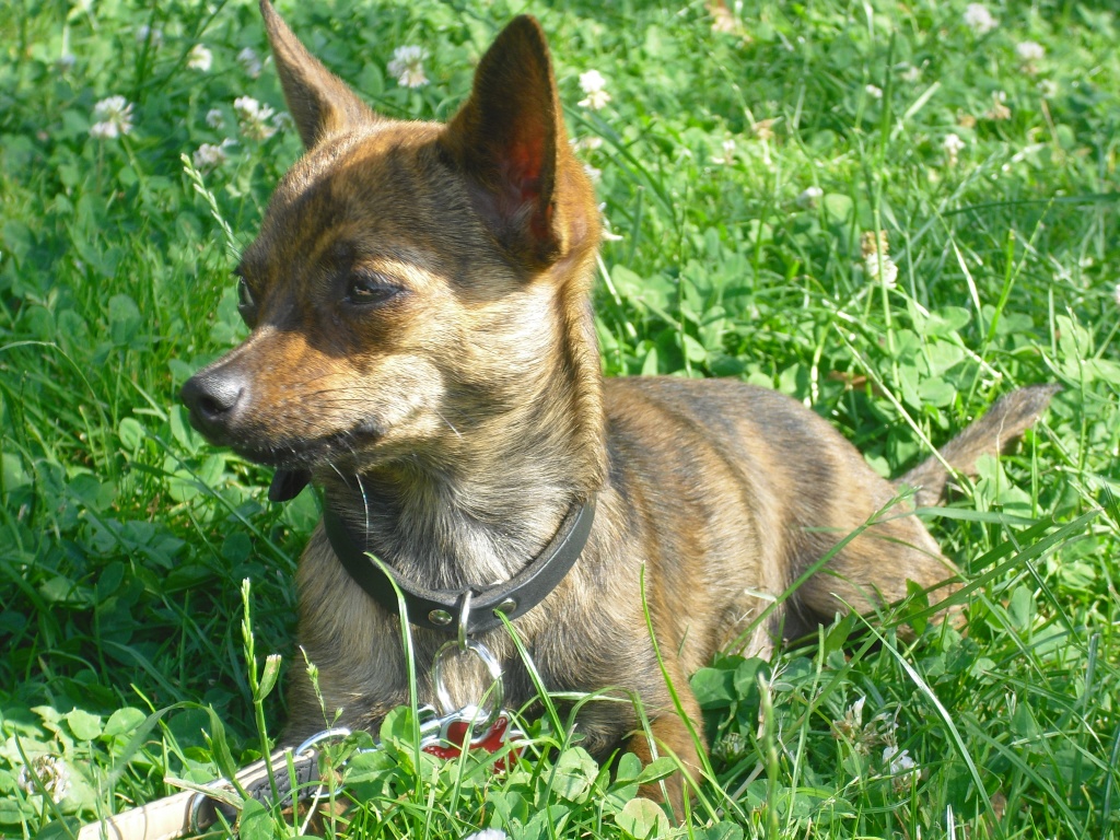 chihuahua rattler mix