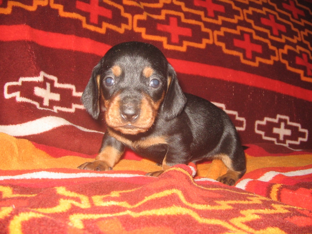 Tieranzeigen Kurzhaardackel Kleinanzeigen