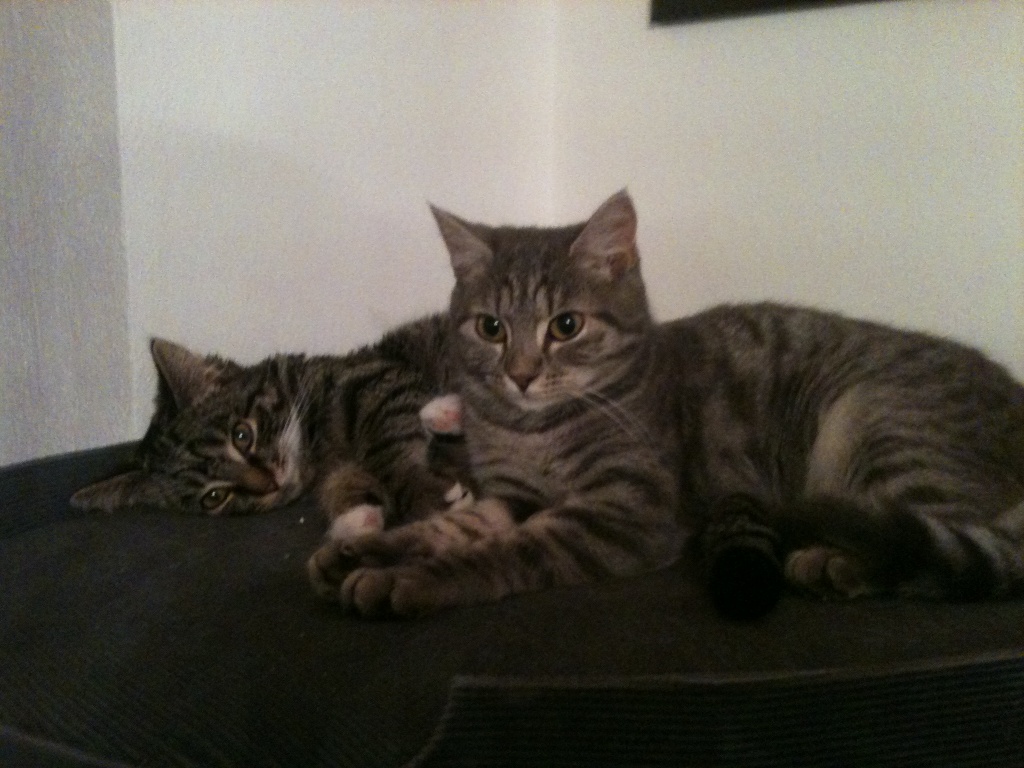 2 Susse Katzen Britisch Kathauser 9 Monate Alt Norwegischer