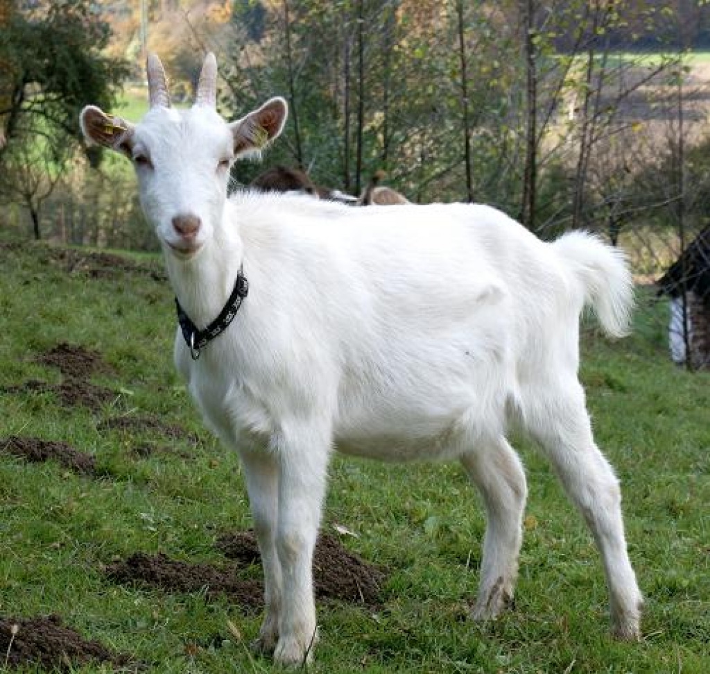 Milchziege, Weiße Deutsche Edelziege Ziegen