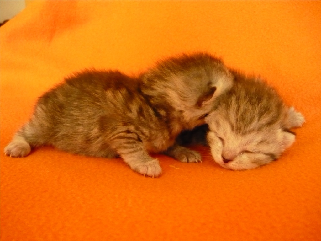 Katzen Rassekatzen British Kurzhaar Tieranzeigen Seite 24