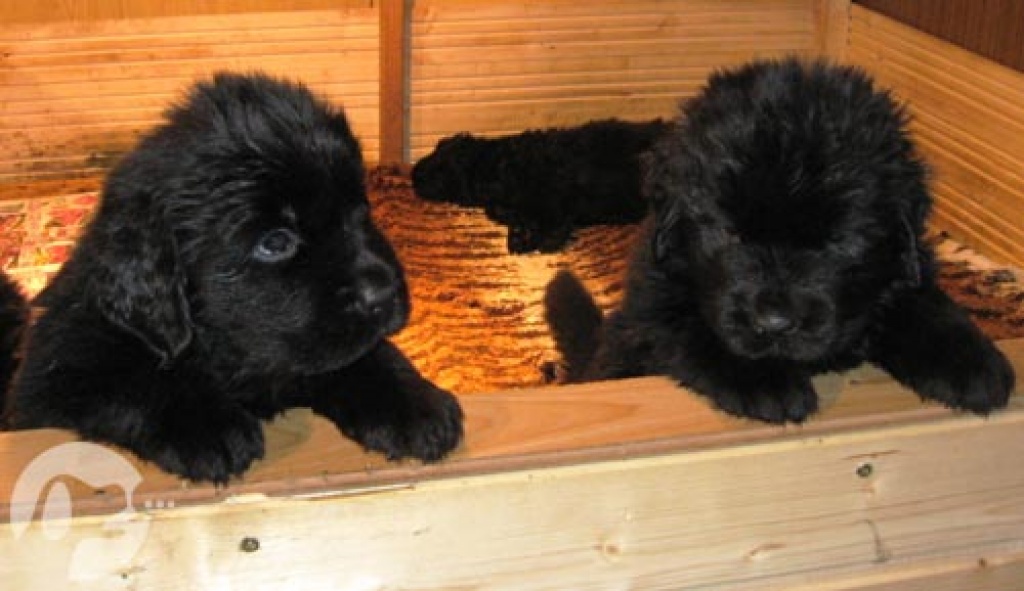 Bauernhof Hunde