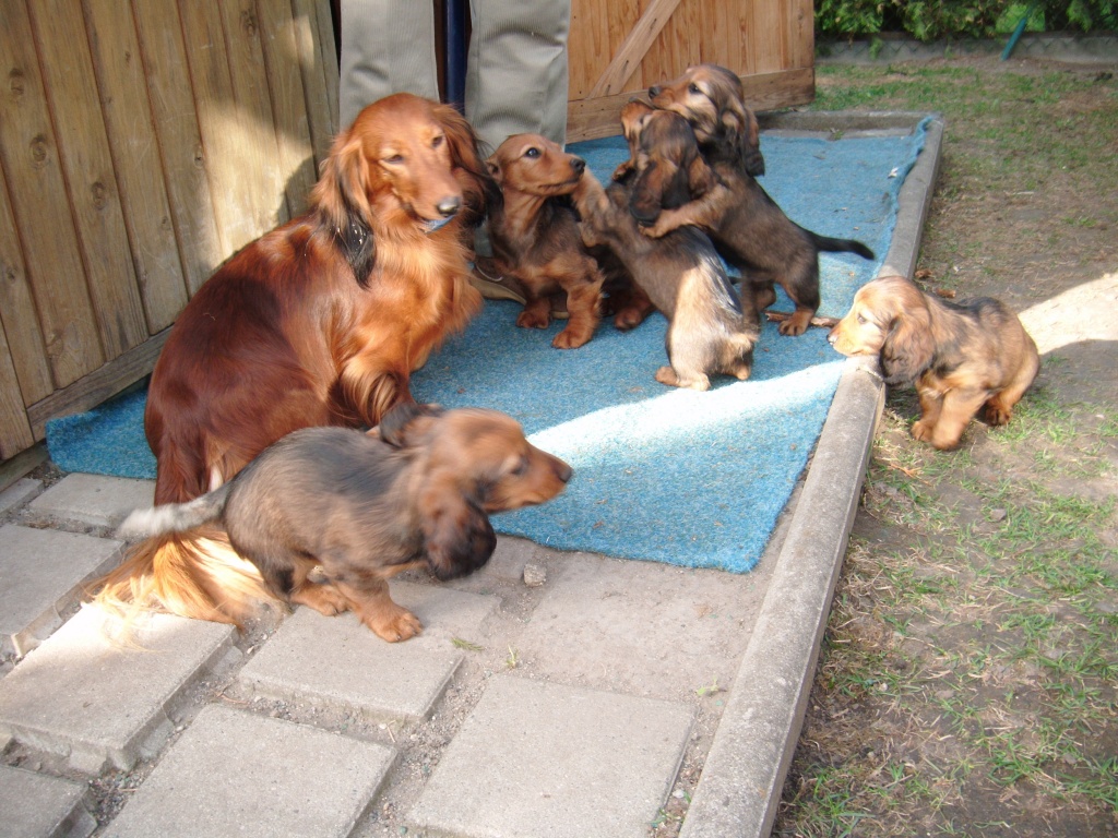 Dackel Zu Verschenken