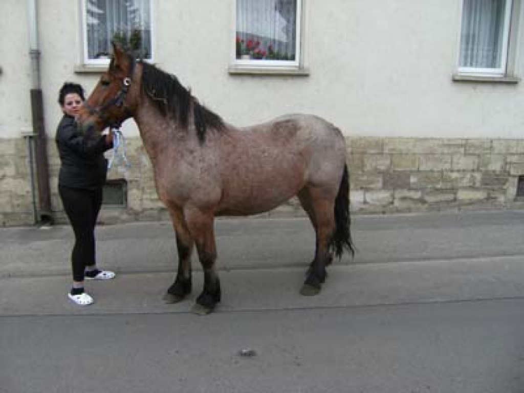 Tieranzeigen Rotschimmel Kleinanzeigen
