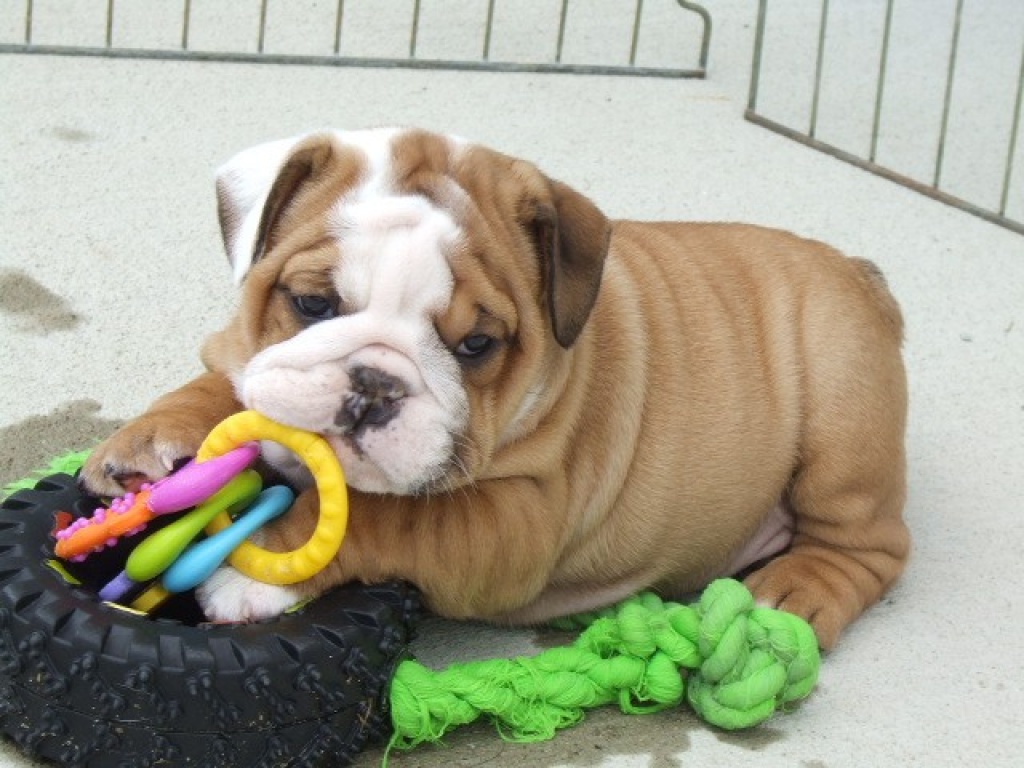 Hunde Rassehunde Bulldog Tieranzeigen Seite 10