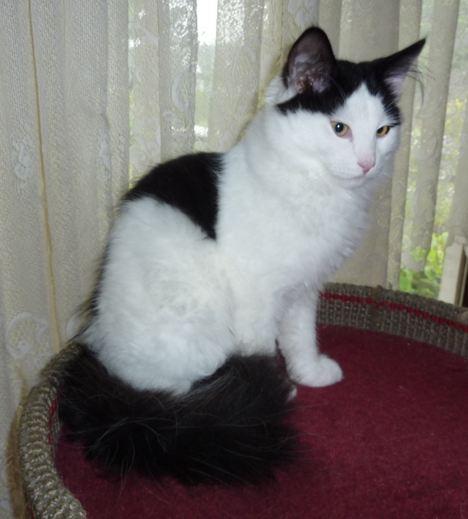 reinrassige sibirische Kater abzugeben - Sibirische Katze