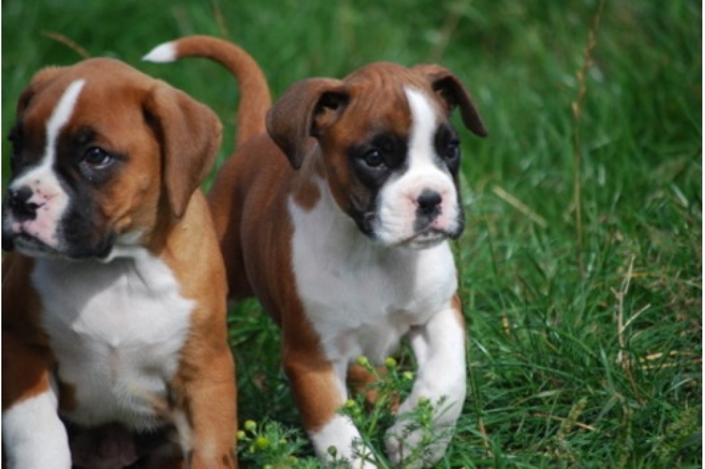 Hunde Rassehunde Boxer Tieranzeigen Seite 5