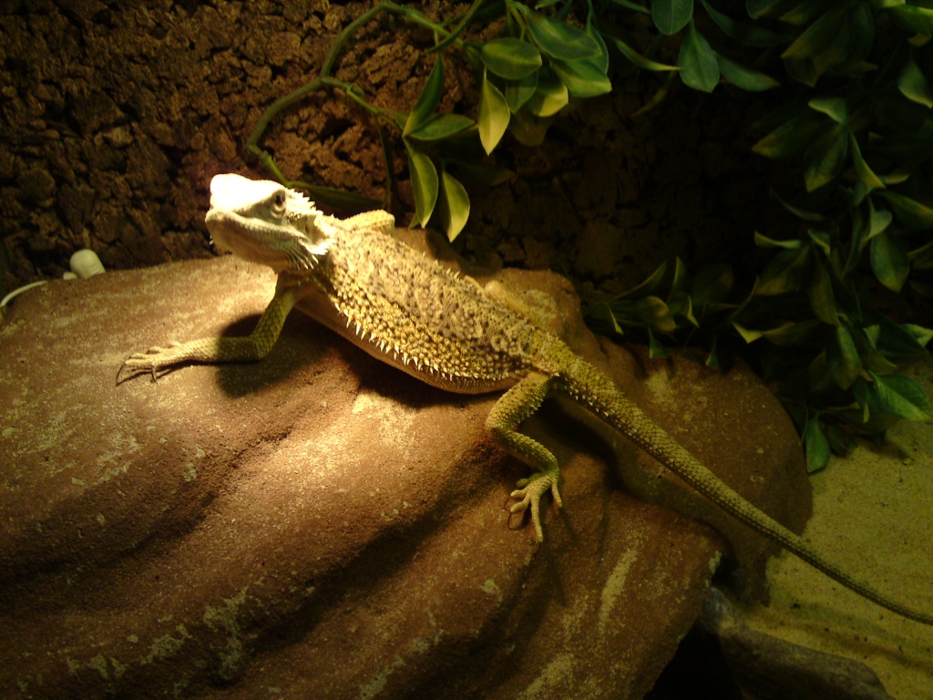 Reptilien - 20110613190843