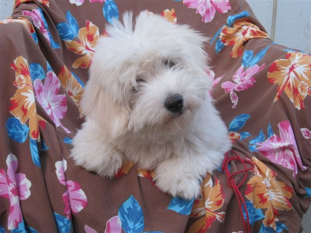 Hunde Rassehunde Coton de Tuléar Tieranzeigen