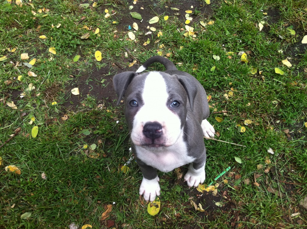 american pitbull pit bul red nose und blue line sehr selten