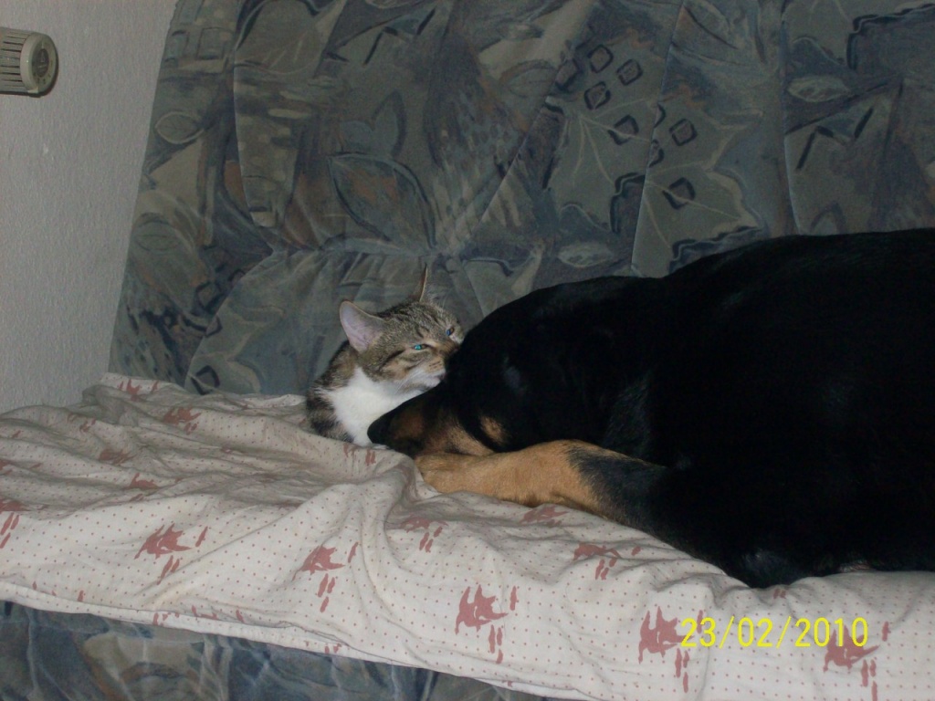 Mira Wurde Aus Gesundheitlichen Grunden Im Tierheim Duderstadt Abgegeben Www Tierheimhelden De Katze Tierheim Duderstadt Ekh Mira 12852 Tierheim Katzen Tiere