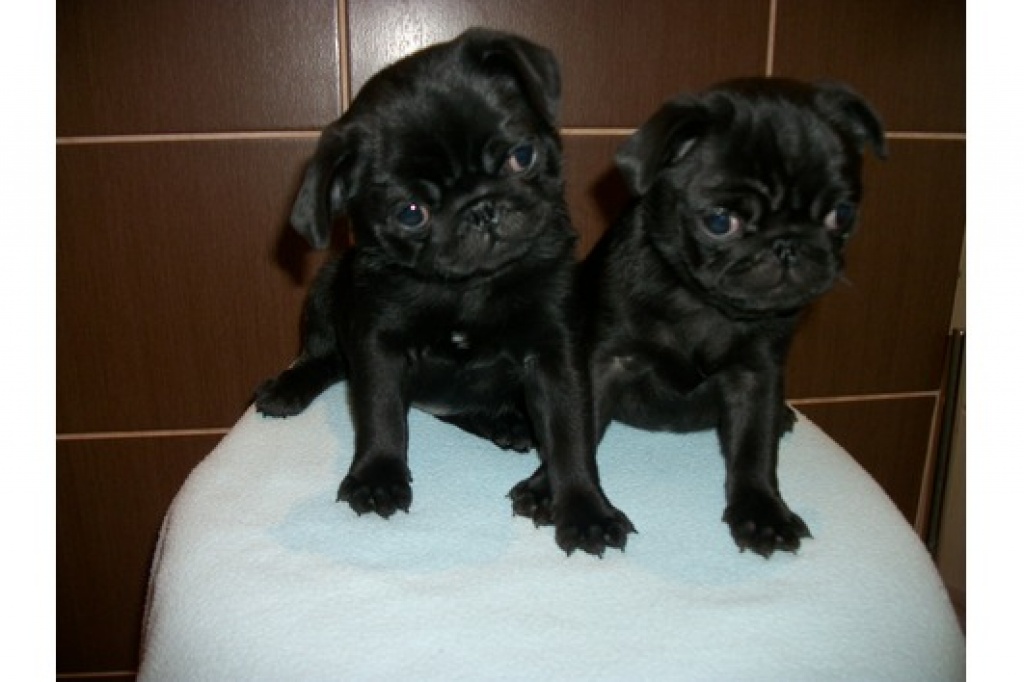 Mops Welpen schwarz und beige Mops