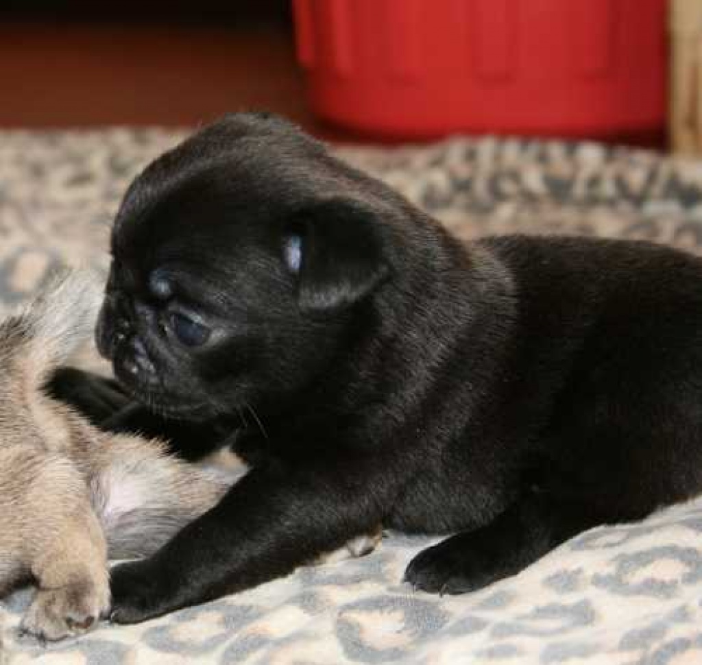 Tieranzeigen Pflegeanleitung Kleinanzeigen
