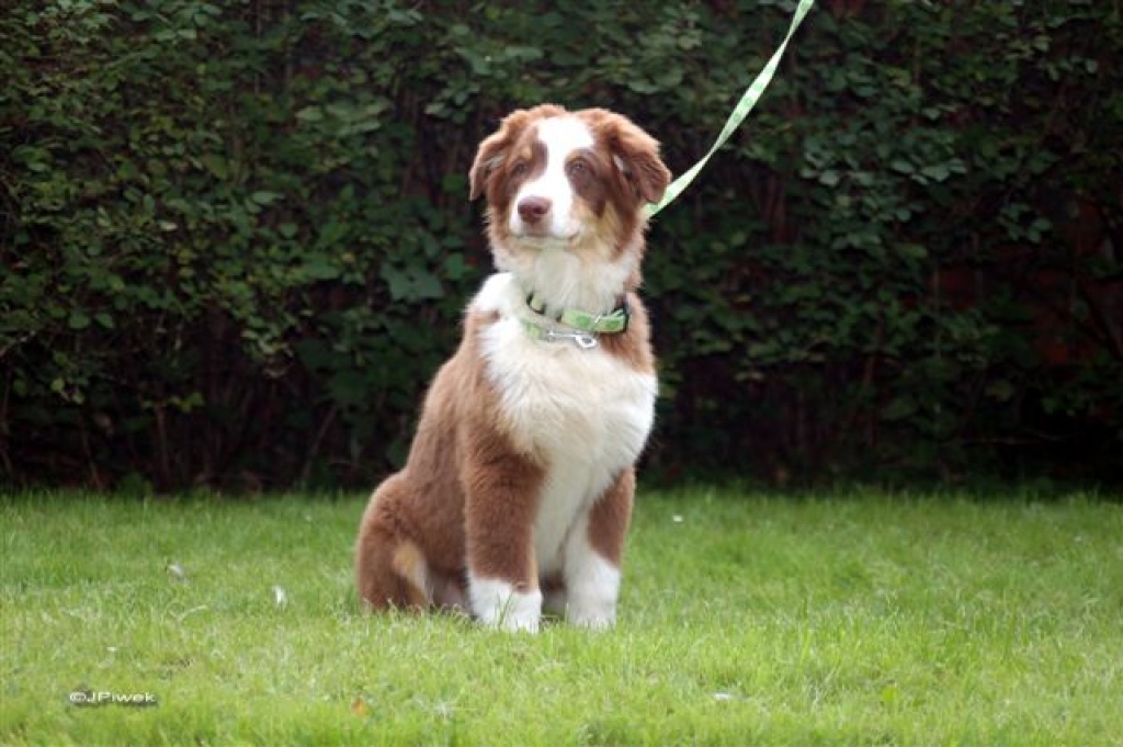 Hunde - Rassehunde - Australian Shepherd Tieranzeigen Seite 5
