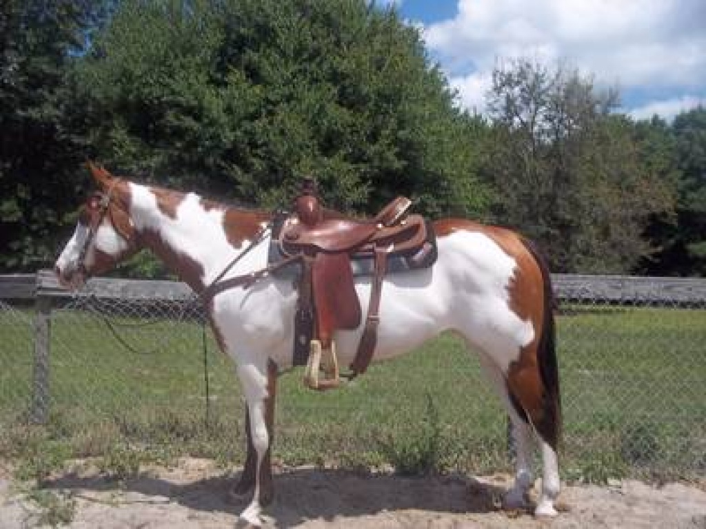 Paint Horse Stute Stute