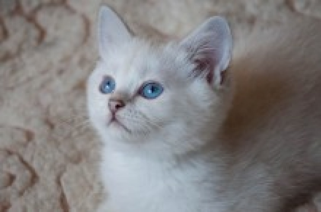 Wunderschöne Bkh Babys Mit Blauen Augen British Kurzhaar