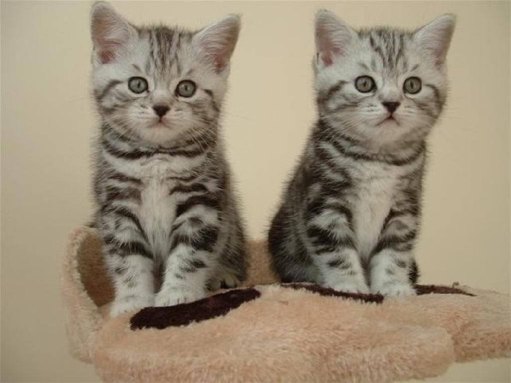 Zwei Britisch Kurzhaar Kätzchen suchen ein neues Zuhause. - British