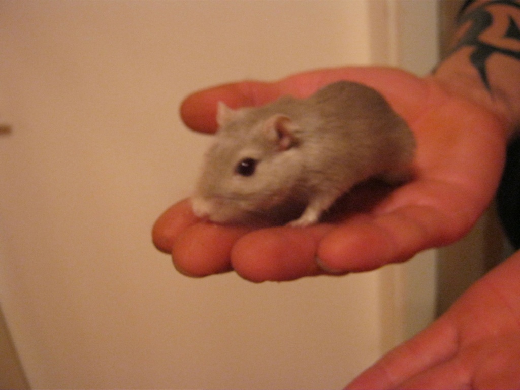 Tieranzeigen Angegebenen Kleinanzeigen