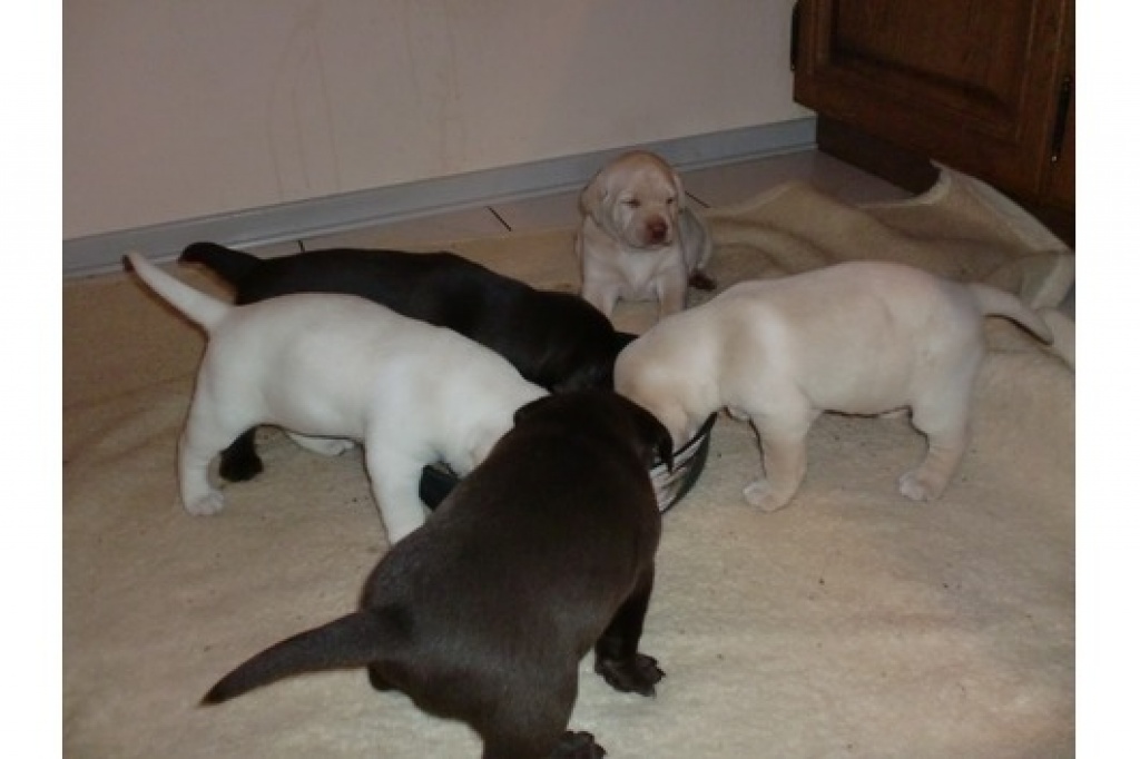 Hunde Rassehunde Labrador Tieranzeigen Seite 12