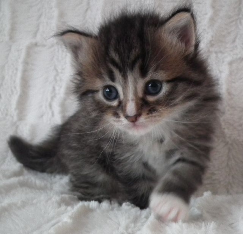 Tieranzeigen Liebhabertier Kleinanzeigen