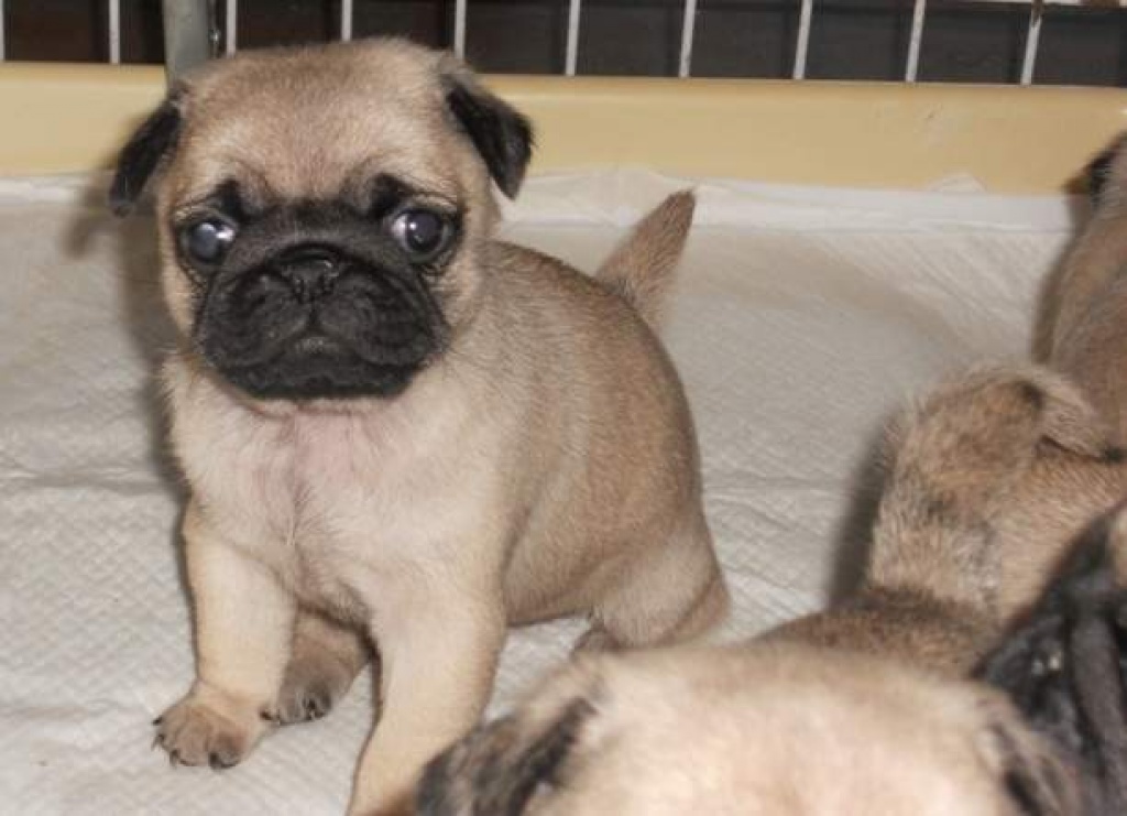 Süße Mops Welpen beige und schwarz Mops