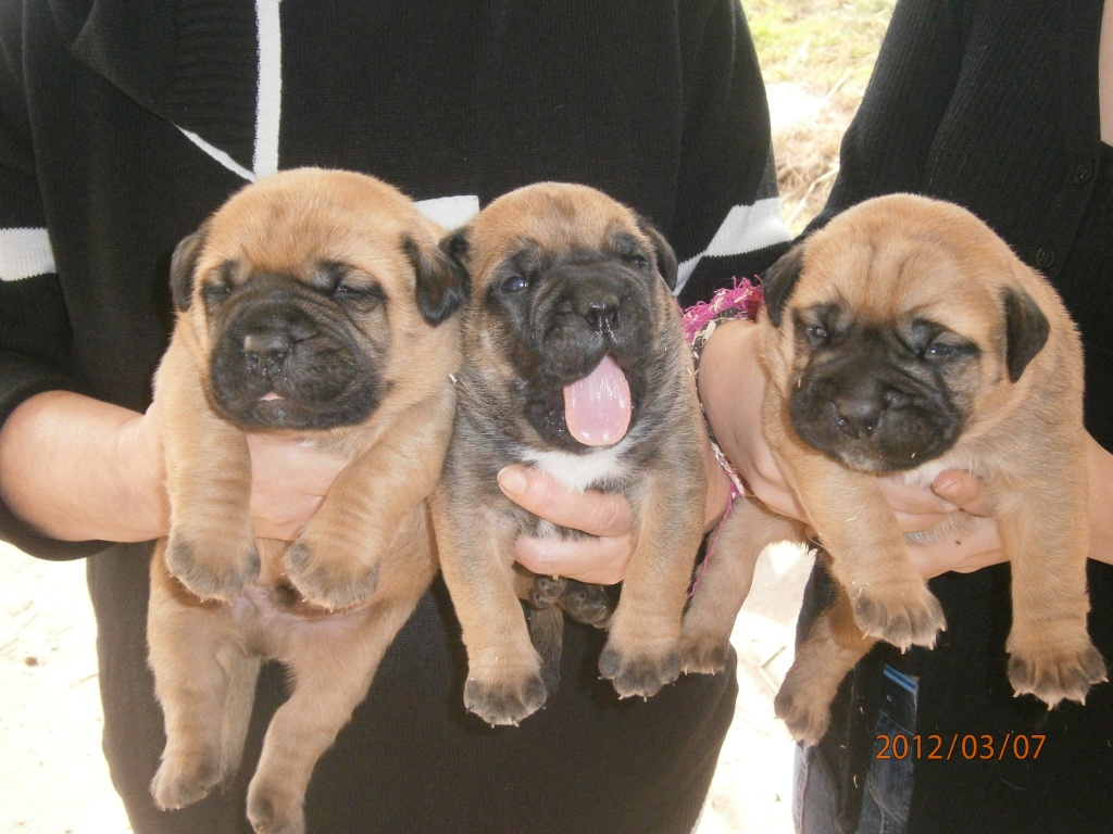 Bullmastiffwelpen abzugeben&hellip; Bullmastiff