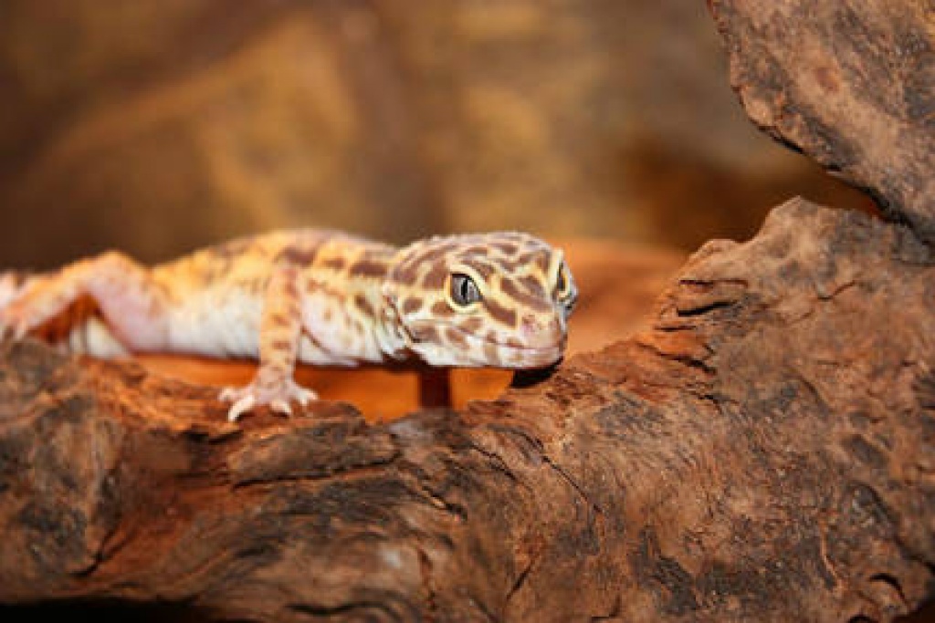 Leopardgecko (weibl.) inkl Terrarium(Exo Terra) und Deko abzugeben Geckos