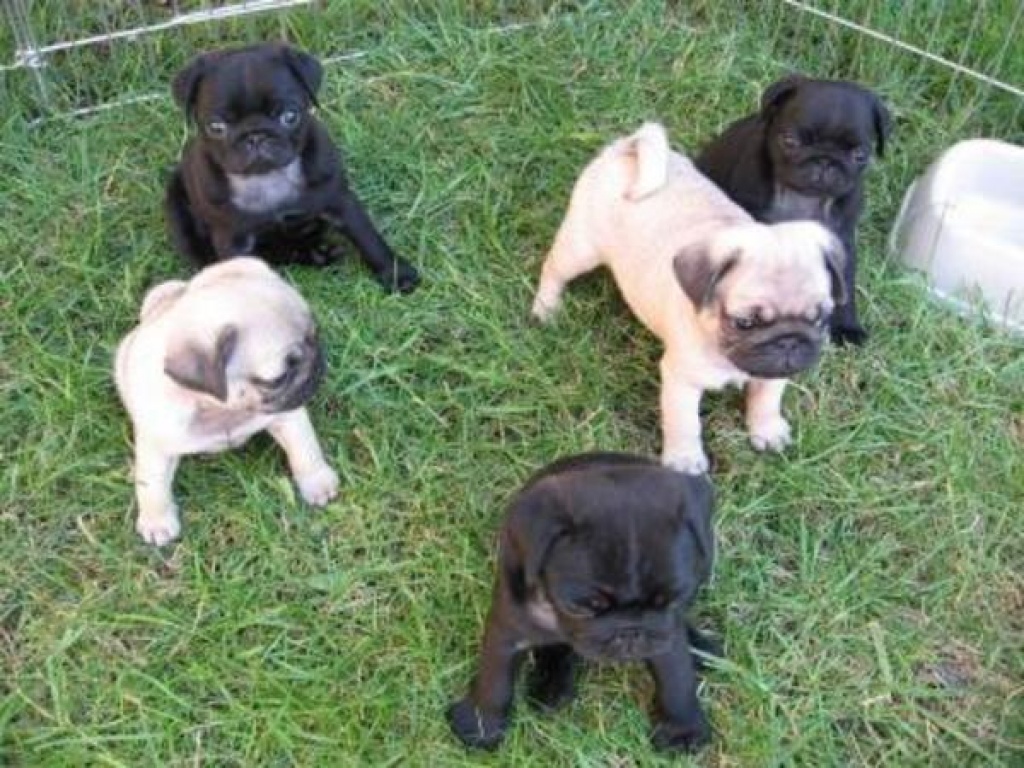 Wunderschöne Mops Welpen , Freiatmend, gechipt, geimpft, entwurmt. Mops