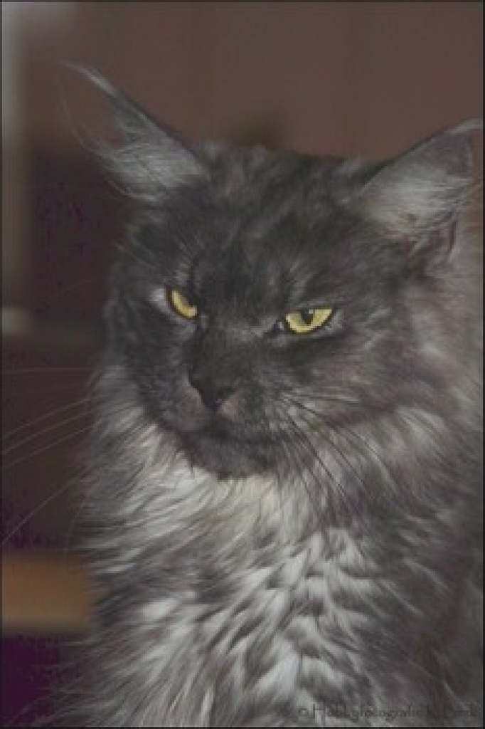 black smoke Maine Coon Dame Maine Coon black smoke Maine Coon Dame Maine Coon
