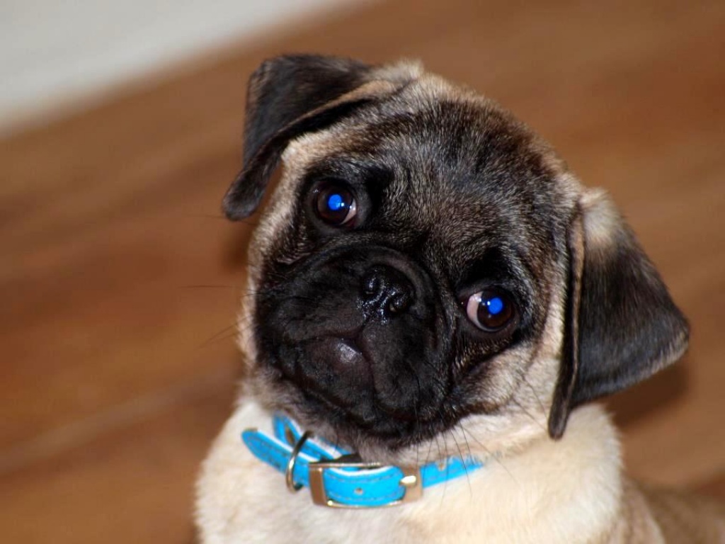 Retro Mops Zucht Mops