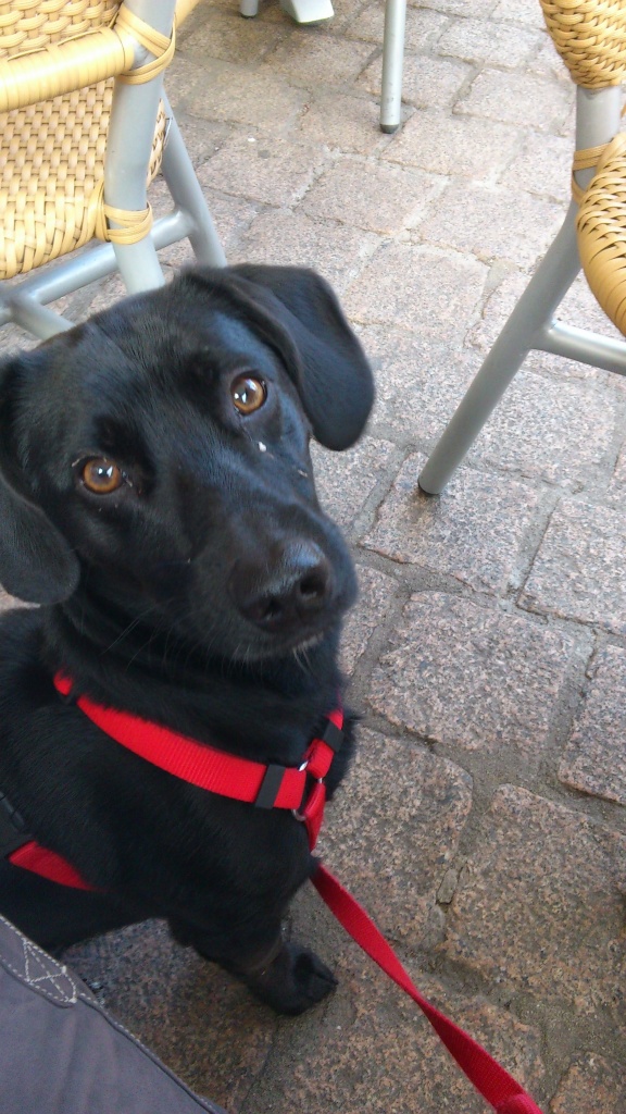 Kennenlernen hunde