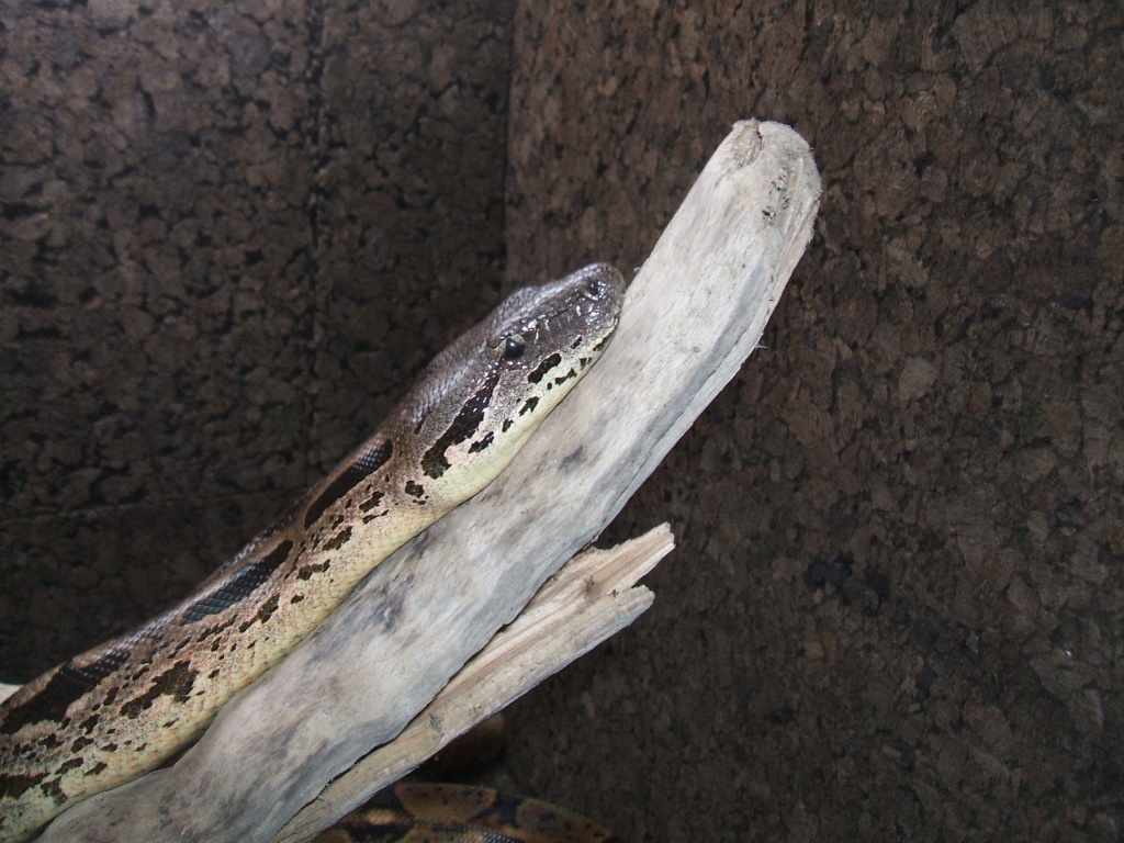 Acrantophis dumerili 1.0 DNZ 06 Boa