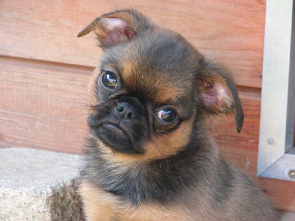 Petit Brabancon Welpen Seltenheit Belgischer Griffon