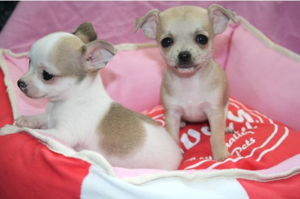 Chihuahua welpen mini kurzhaar Chihuahua Welpen