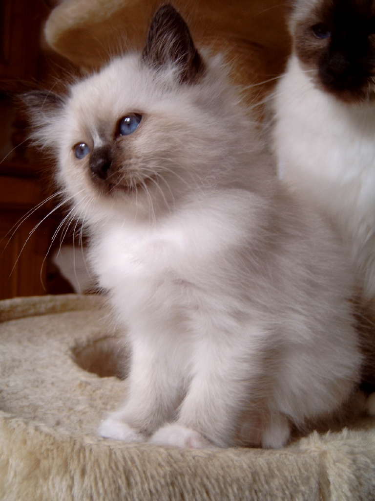Heilige Birma Kitten Birma