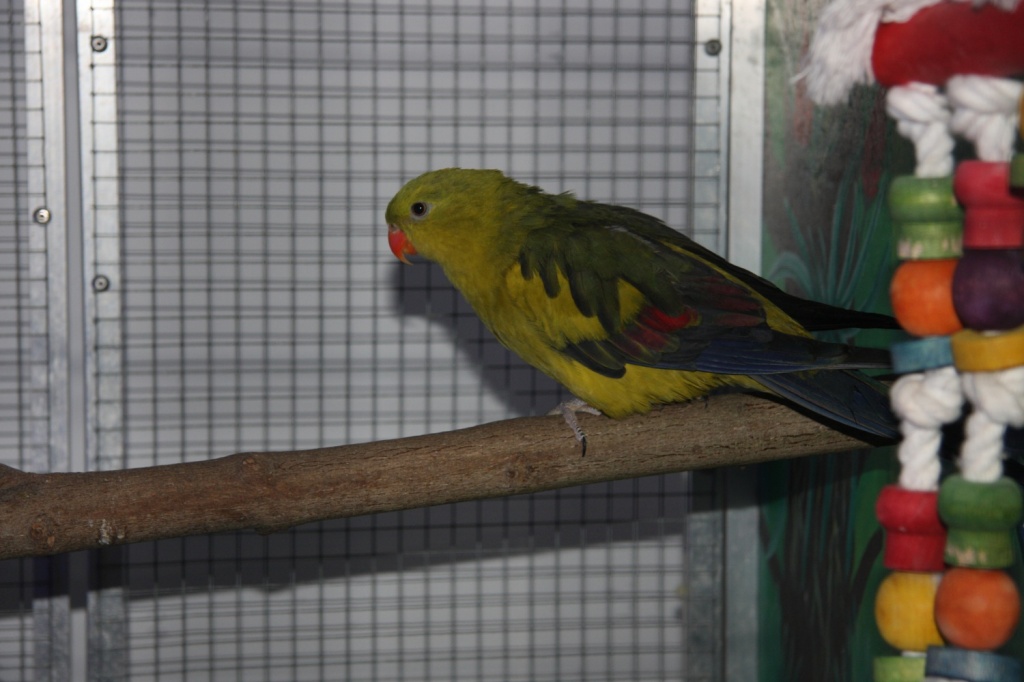 Bergsittich Hahn Wellensittich