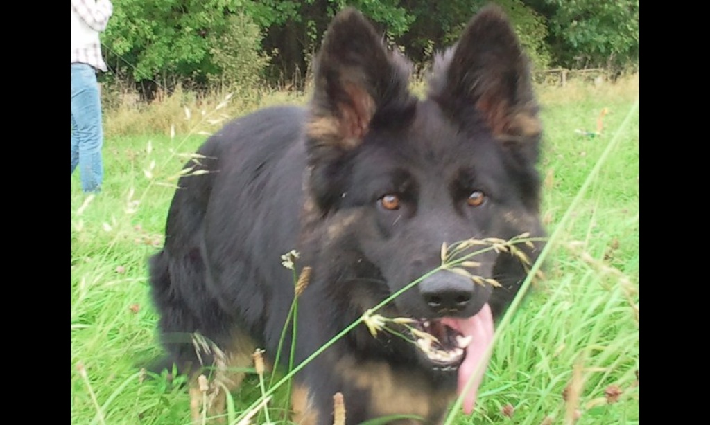 Sie sucht ihn 26506